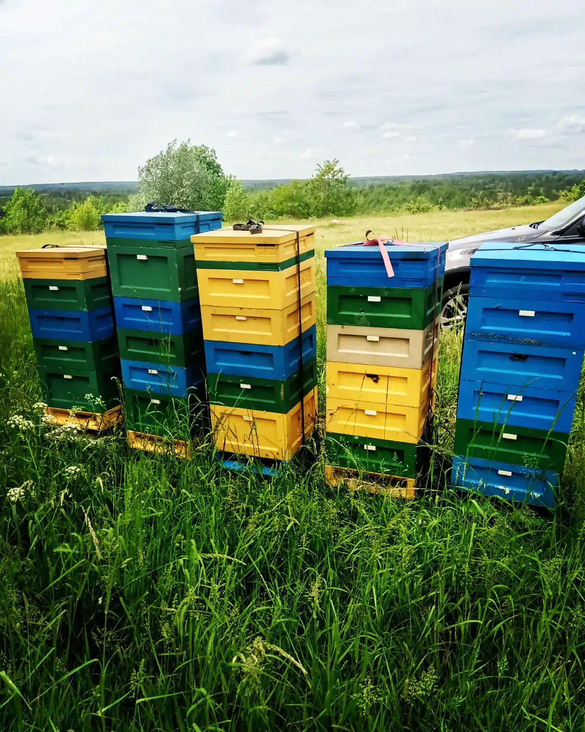 Kwitnąca łąka